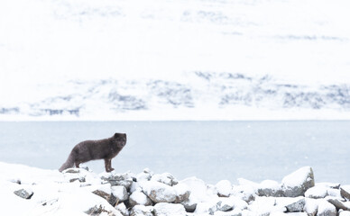 Blue morph Arctic fox standing on rocks in a snowy white winter landscape