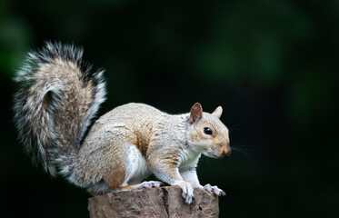 Obraz premium Portrait of a cute curious young grey squirrel standing on tree stump