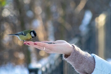 A close-up of a great tit perched on a human hand, eating seeds, capturing a quiet moment of trust and interaction between people and wildlife in a natural outdoor setting © Oleksandr