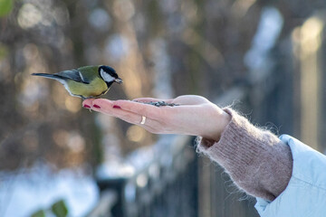 A close-up of a great tit perched on a human hand, eating seeds, capturing a quiet moment of trust and interaction between people and wildlife in a natural outdoor setting © Oleksandr