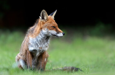Fototapeta premium Portrait of a red fox calmly sitting on green grass in meadow