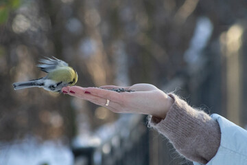 A close-up of a great tit perched on a human hand, eating seeds, capturing a quiet moment of trust and interaction between people and wildlife in a natural outdoor setting © Oleksandr