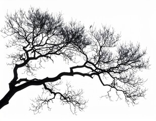 Monochrome Tree Branch Silhouette Against White Background Detailed Fine Art