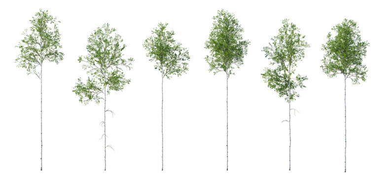 Aspen Tree (Populus tremuloides, Quaking Aspen) Isolated PNG on a Transparent Background Premium Nature Cutout