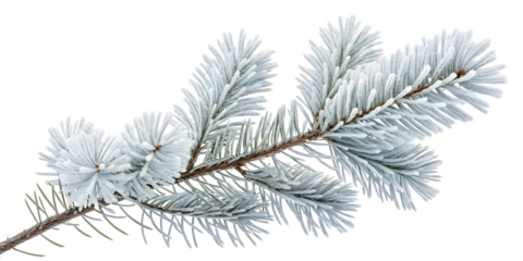 Frosted pine branch with icy needles on black background