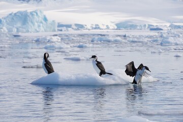 A group of Antarctic Shags on floating ice