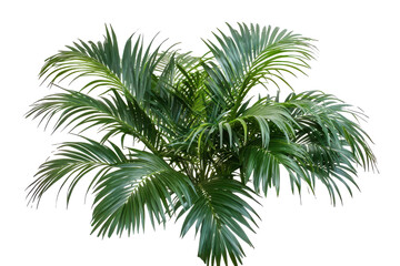 Fototapeta premium Lush green palm tree fronds isolated on transparent background. Tropical palm tree isolated on white background.