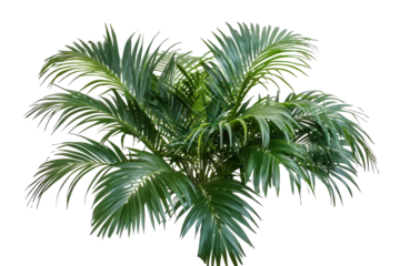 Lush green palm tree fronds isolated on transparent background. Tropical palm tree isolated on white background.