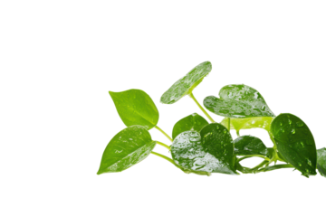 Green clover leaves growing in a cluster isolated on transparent background. Water plant isolated on white background.