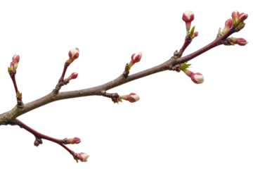 Delicate pink cherry blossom buds on a branch isolated on transparent background. Apple tree branch with pink and white blooming flower buds in spring isolated on white background.