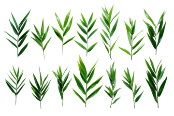 Row of green bamboo leaves isolated on transparent background. Bamboo leaves arranged gracefully isolated on white background.