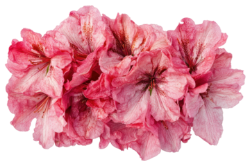 Cluster of vibrant coral pink azalea flowers isolated on transparent background. Beautiful azalea flowers with vibrant pink petals isolated on a white background.