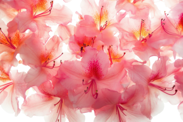 Cluster of vibrant coral pink azalea flowers isolated on transparent background. Beautiful azalea flowers with vibrant pink petals isolated on a white background.
