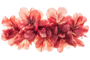 Cluster of vibrant coral pink azalea flowers isolated on transparent background. Beautiful azalea flowers with vibrant pink petals isolated on a white background.