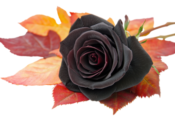 Dark black rose with autumn leaves isolated on transparent background. Black rose isolated on white background.