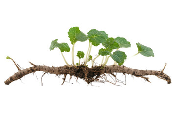 Burdock plant with burrs and leaves isolated on transparent background. Burdock roots or kobo isolated on white background.