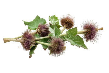 Burdock plant with burrs and leaves isolated on transparent background. Burdock roots or kobo isolated on white background.