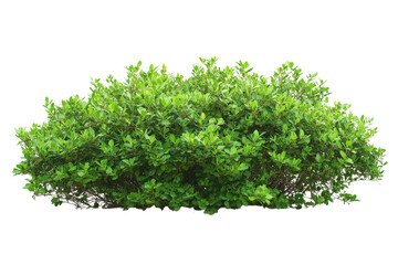 Lush green bush plant isolated on transparent background. Bush plant isolated on white background.
