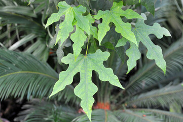  Ficus carica &acute;Ice Crystal&acute; , Fig Tree. Closeup green with wavy ends foliage. 