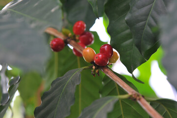 Closeup arabica coffee plant red fruits and green leaves growing on the tree branch. Gardening ,growing coffee plant concept.Free copy space