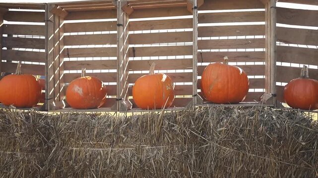 Several large, orange pumpkins rest on the ground near a weathered wooden fence, surrounded by lush green foliage. The scene evokes a feeling of autumn harvest. High quality FullHD footage