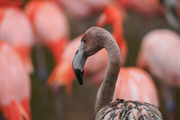 A flamingo chick with raindrops outdoors near the adults.  © lapis2380