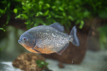 Red bellied piranha swimming in aquarium