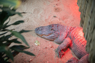 Alligator resting on sand basking under heat lamp