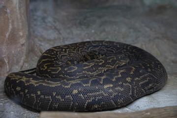 Python snake resting coiled up in habitat