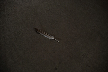 A single feather rests on a dark surface, highlighting its delicate structure. This tranquil scene...