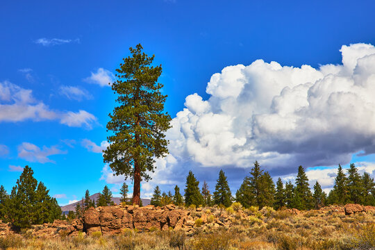 Lone Pine Tree Rocky Terrain and Dramatic Clouds in Eastern Sierra California