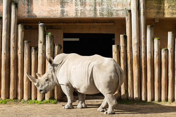 White rhinoceros standing in outdoor zoo enclosure