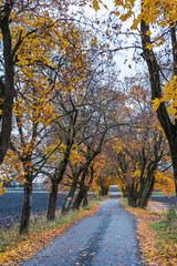 Stabualleen Alley with maple trees in fall, Toten, Norway.