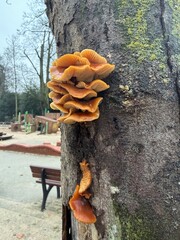 Bright orange mushrooms growing in clusters on the trunk of a tree in a public park. The fungi contrast vividly with the textured bark, with a playground and bench visible in the background. © ElviraArtstar
