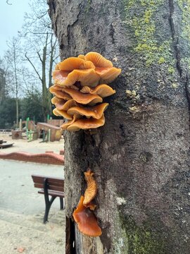 Bright orange mushrooms growing in clusters on the trunk of a tree in a public park. The fungi contrast vividly with the textured bark, with a playground and bench visible in the background.