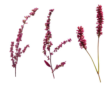 Red bistort, Persicaria in flower isolated on transparent background