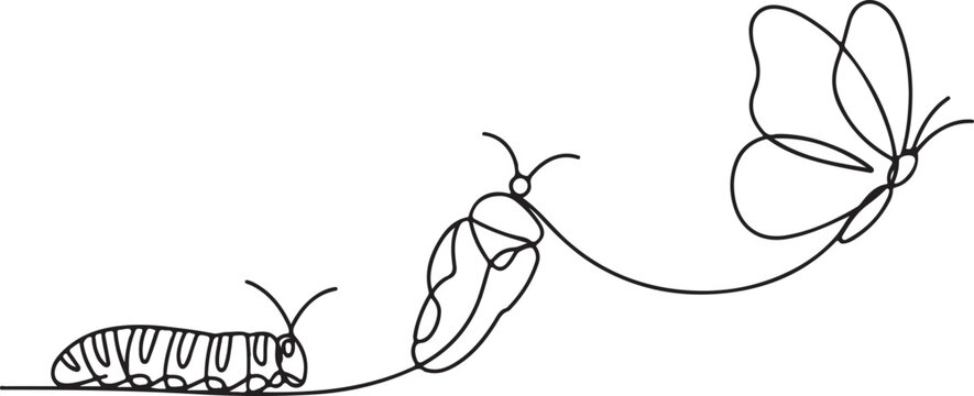 A clean, vector-based line art image showcasing the three key stages of a butterfly's transformation