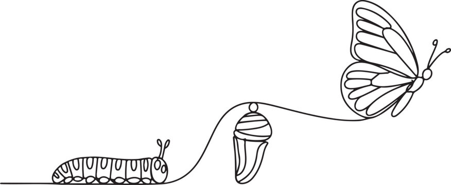 This continuous line drawing illustrates the process of complete metamorphosis, specifically the butterfly life cycle