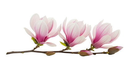 Obraz premium Three delicate soft pink and white magnolia flowers on a horizontal branch with green buds, isolated on a transparent studio background with reflection, Concept of natural floral beauty