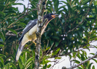 Brown Jay bird perched on the end of a narrow branch in Monteverde Costa Rica and lit by the rising sun