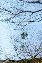 branches of a tree in the winter
