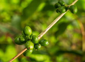 A close-up shot shows unripe green coffee cherries growing on a branch in a Costa Rican plantation Illustrating coffee production agriculture.