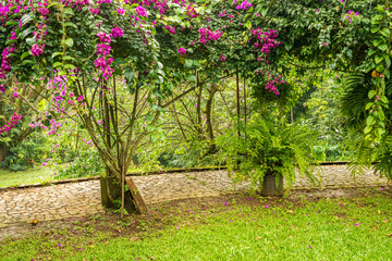 Lush garden path with bougainvillea flowers in costa rica featuring stone pavement green grass and tropical plants for travel and tourism concepts