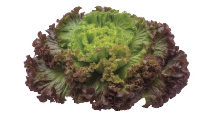 Fresh green and red lettuce green lettuce isolated on a transparent background