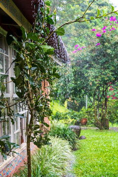 A lush green garden in Costa Rica is seen during a downpour with tropical plants and flowers visible near a house Taken in rainy season