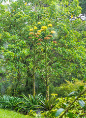 Two tall flowering Century plants with yellow blooms stand prominently in a lush green garden in Costa Rica also known Agave Americana