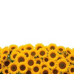 sunflowers on white background