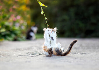 a small curious kitten sits in a spring garden and plays with a blade of grass hanging from it