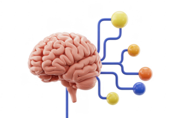 Brain with colorful connections human brain blue lines isolated on a transparent background