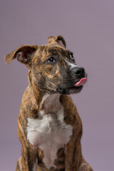 The dog sits upright and licks its nose. Its ears are perked, and its expression is focused.